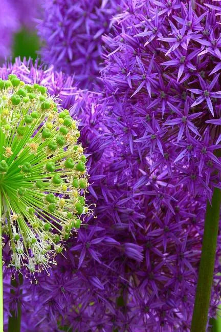 Blossoms: Alliums Are Hardy Bulbs That Produce Dramatic Balls of Purple, Blue, Yellow or Pink Flowers Atop Stiff, Upright Stems. - Paperback
