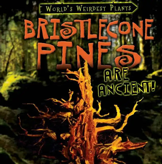 Bristlecone Pines Are Ancient! - Library Binding