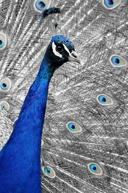 Blue Peacock: The Indian Peafowl or Blue Peafowl Is a Large and Brightly Colored Bird, Native to South Asia. - Paperback