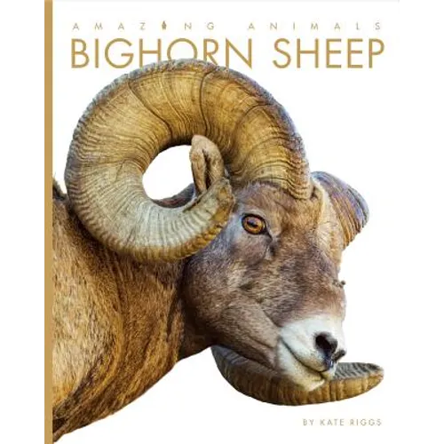 Amazing Animals: Bighorn Sheep - Paperback