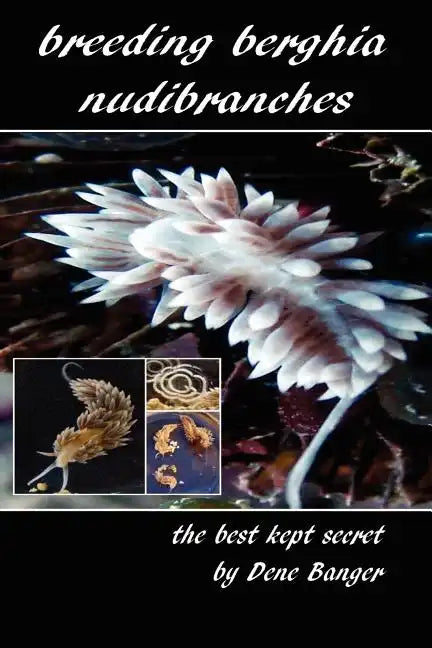Breeding Berghia Nudibranches the best kept secret - Paperback